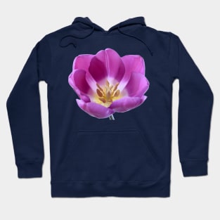 Tulipa  'Purple Flag'    Triumph Tulip Hoodie